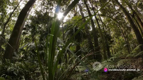 Jungle Rhythms: How Wildlife Adapts to the Seasons