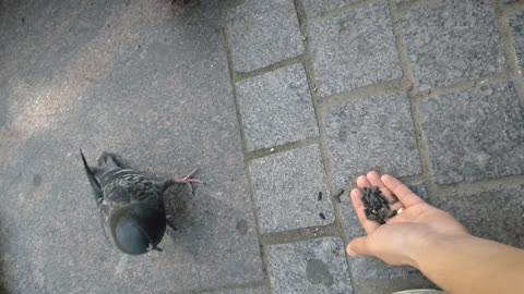 tamed pigeons for proper nutrition