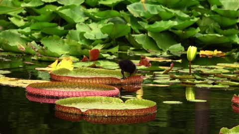 Lotus flowers and leaves in lake water and birdie