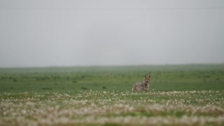 Coyote Keeping a Watchful Eye