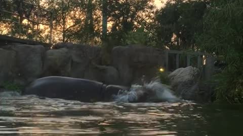 Hazel's hippo encounter