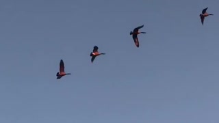 Great Canadian Sunset and Canadian Geese on the river