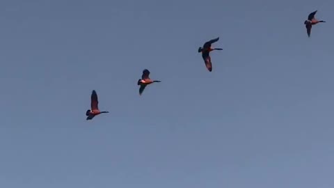 Great Canadian Sunset and Canadian Geese on the river