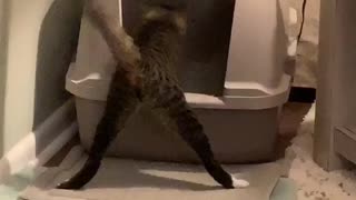 Cat Dances During Dig