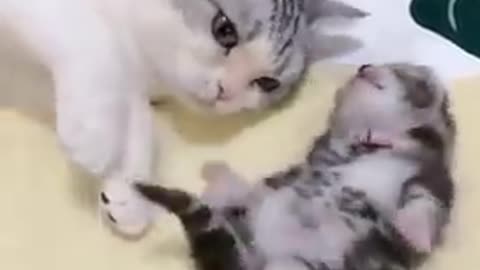 Cat Hugs Her Kitten Having a Bad Dream