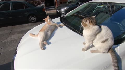 Deadly fight between two CATS - ARRIVES FEARING FEAR