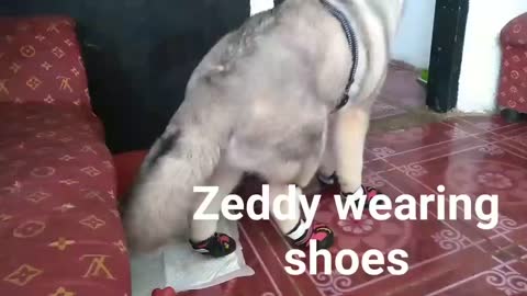 My 4 months old husky wearing shoes