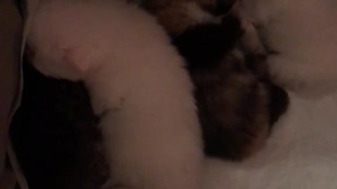 2 weeks old kittens kuddling