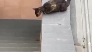 Cat will not leave kitty