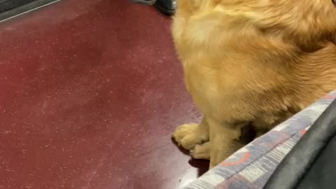 Watch the dog rplaying in the London subway