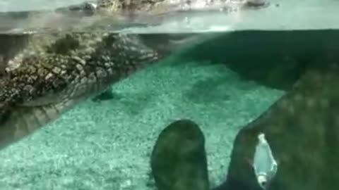 Video with a Crocodile