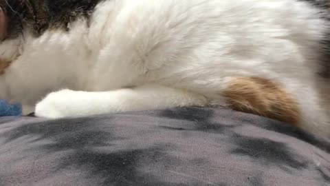 Cali cat thinks I’m her cat bed