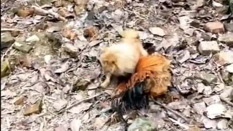 Chicken VS Dog Fight - - Funny Dog Fight Videos