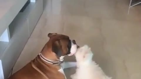 Cute Puppies doing Funny Things So Adorable