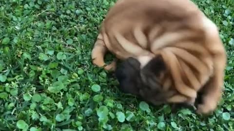 Wrinkly brown puppy rolls around on grass