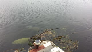 Orcas Investigating Boat Dock