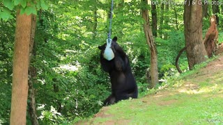 Black Bear Playing With a Jolly Ball