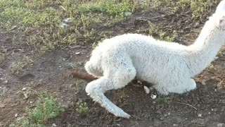 Playful Alpaca Lays with Cute Cat