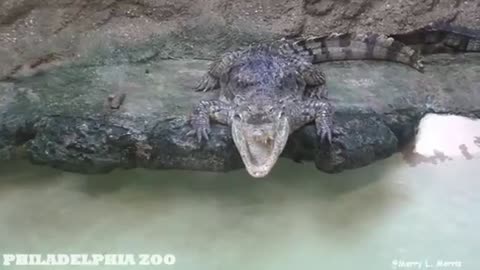 Philadelphia Zoo Nile Crocodile and West African Dwarf Crocodile With Mouths Open_Cut.mp4
