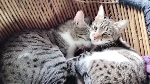 Cats love ❣️- Cats family - Cats