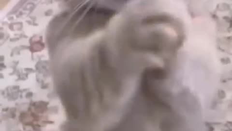 The Cat is singing / Cat's Funny video / Kid's funny video
