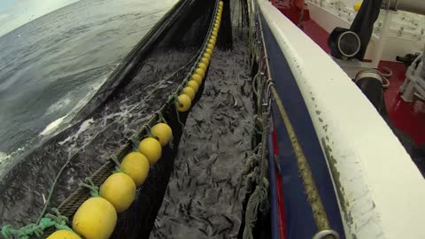 Teaching Mackerel Fishing In The North Sea