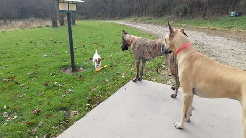 Funny and fast Parson Russell Terrier tries to out run Great Danes