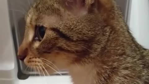 A kitten is stuck inside her new litter box. Wait until you see who rescues her!