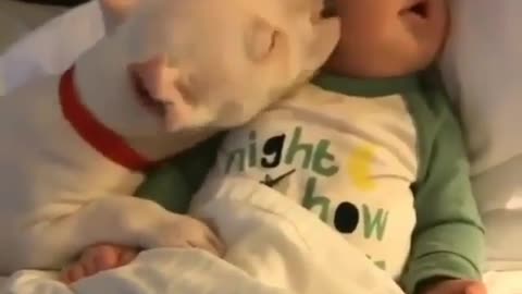 Funny animal and baby video