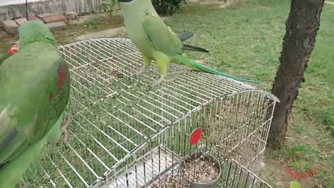 #ParrotParadise #Rose #Parrots Amazing Parrot Video
