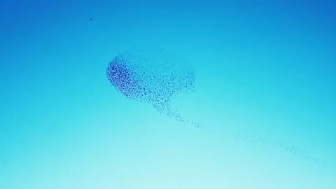 Cool Bird Flock Formation