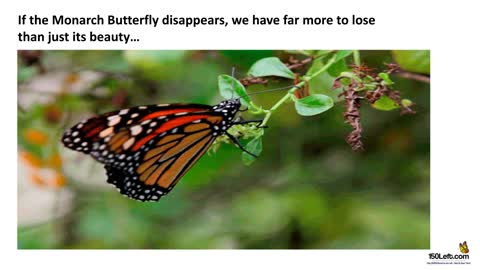 Plan to Save the Monarch Butterfly from Extinction