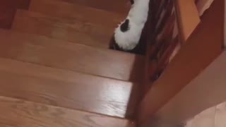 Deaf Cat Adorably Reacts to Owner's Shadow