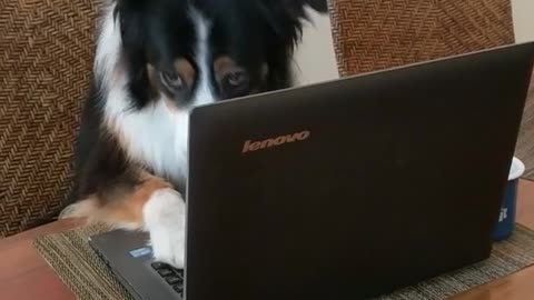 Brown white dog looks up from black laptop