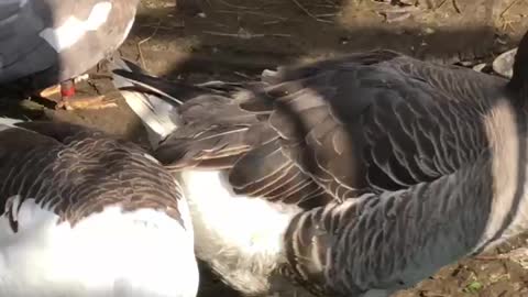 Ducks speech