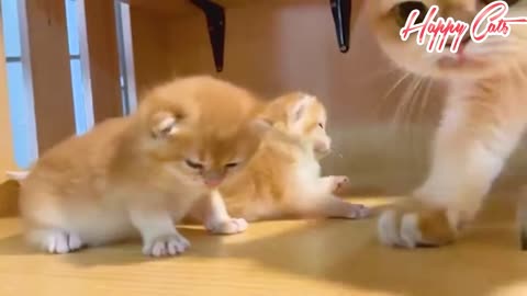 New born kittens and having their mother happy