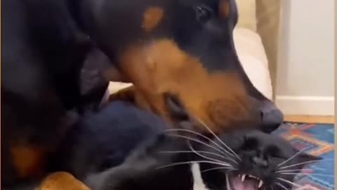 The dog is ready to eat the cat