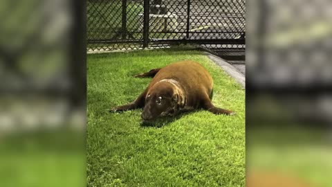 Grey seal 'surrenders' to police after week-long squat in neighborhood pond