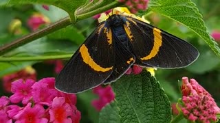 A black butterfly collecting pollens...