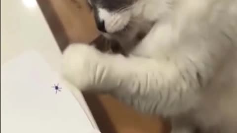 cat trying to catch a spider