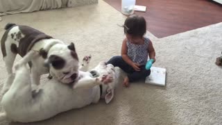 English Bulldogs wrestle to answer phone from baby girl