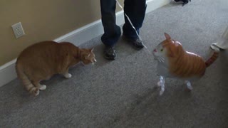 Cat and cat toy