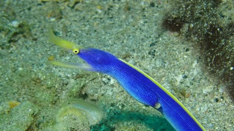 Blue Ribbon Eel in Fiji