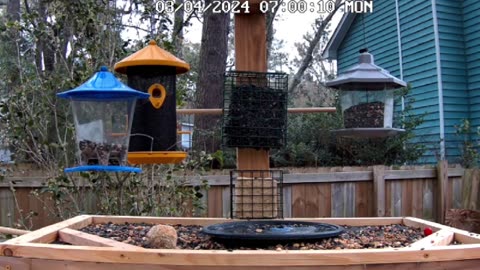 Relaxing Live Bird Cam