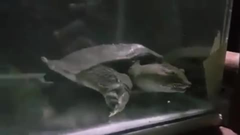 How A Softshell Turtle Looks Like! Can Live Up To 400 Years! WOW!