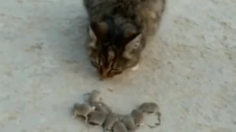 A litter of mice