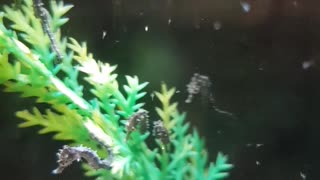 Baby Seahorse Herd