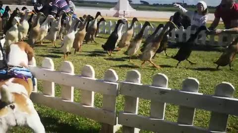 Puppy enthusiastically watches the duck parade