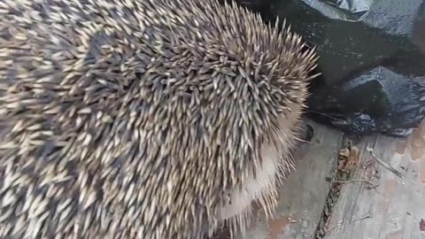 Eared hedgehog tick parasite #hedgehog #parasite #tickparasite