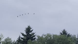 Geese come back home